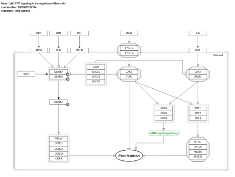 JAK-STAT signaling in the regulation of Beta-cells