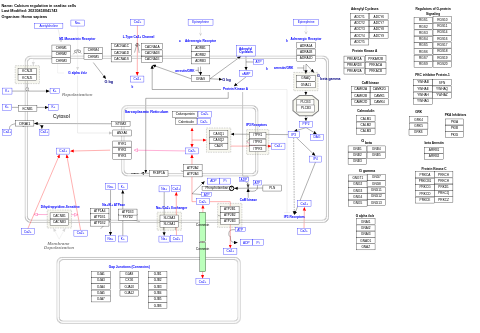 Calcium regulation in cardiac cells