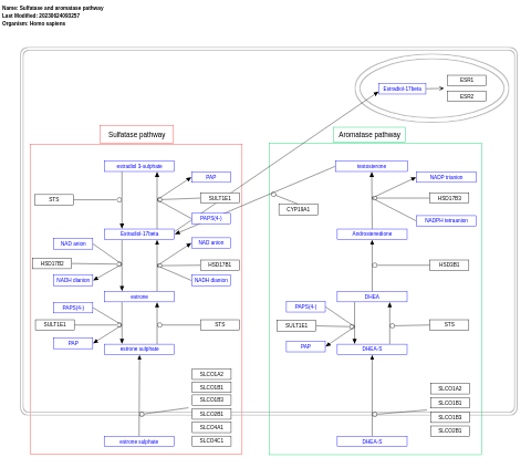 Sulfatase and aromatase pathway