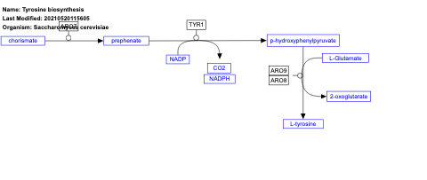 Tyrosine biosynthesis