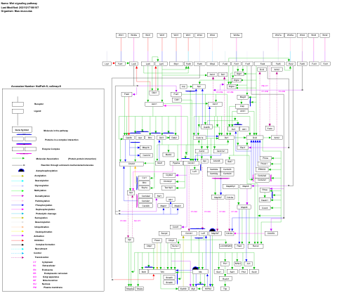 Wnt signaling pathway