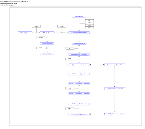 UDP-derived sugars synthesis in fibroblasts