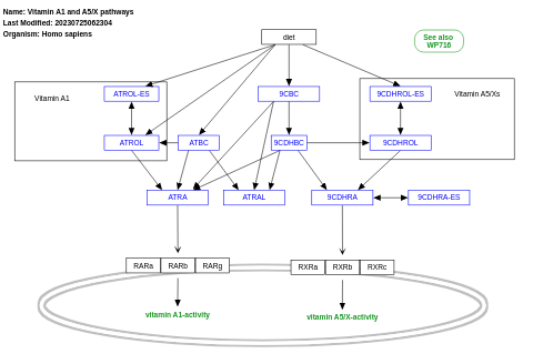 Vitamin A1 and A5/X pathways