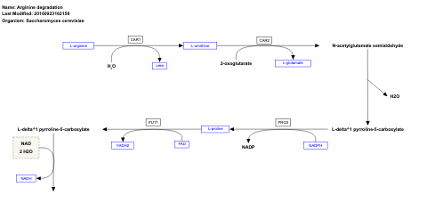 Arginine degradation