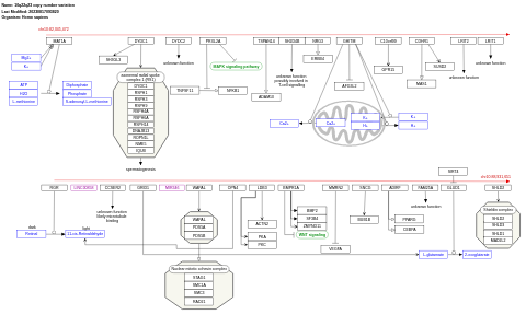 10q22q23 copy number variation