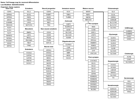 Cell lineage map for neuronal differentiation