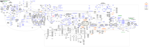 ADHD and Autism (ASD) linked metabolic pathways and SNP