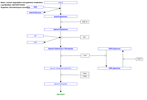 Lactose degradation and galactose metabolism