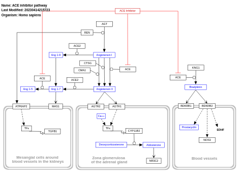 ACE inhibitor pathway