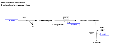 Glutamate degradation I