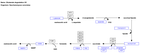 Glutamate degradation VII