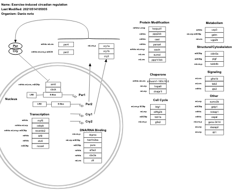Exercise-induced circadian regulation