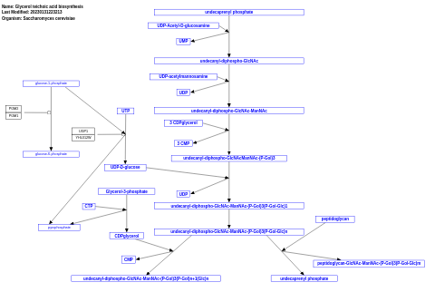 Glycerol teichoic acid biosynthesis