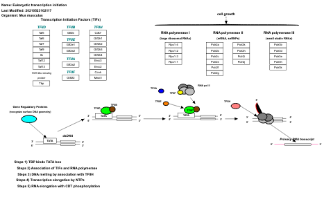 Eukaryotic transcription initiation