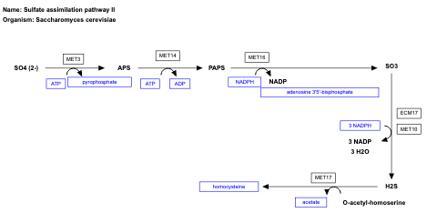 Sulfate assimilation pathway II