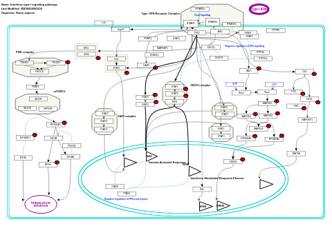 Interferon type I signaling pathways