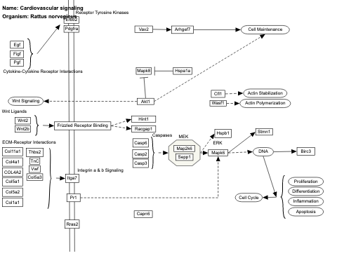 Cardiovascular signaling