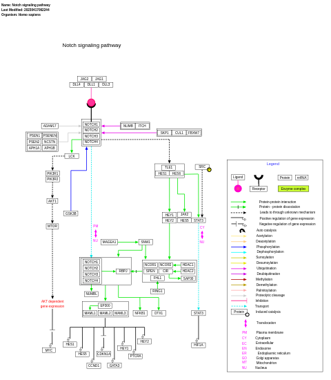Notch signaling pathway