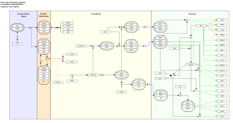 Type II interferon signaling