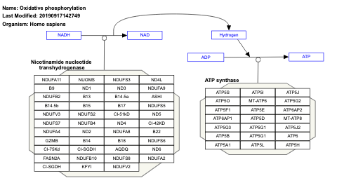 Oxidative phosphorylation