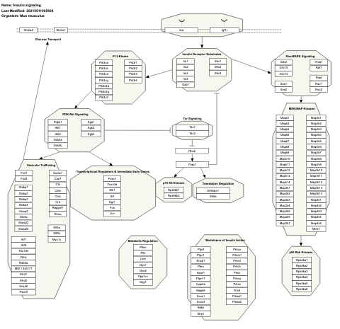 Insulin signaling