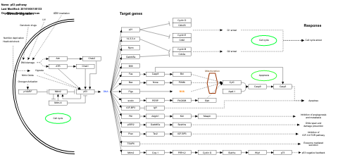 p53 pathway