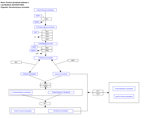 Pentose phosphate pathway 2