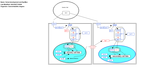 Vulval development and SynMuv