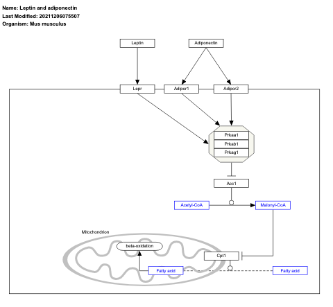 Leptin and adiponectin