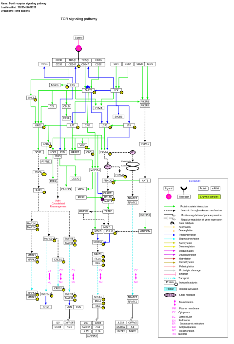T-cell receptor signaling pathway