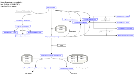 Benzo(a)pyrene metabolism