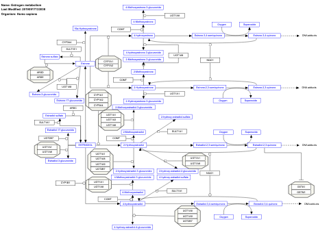 Estrogen metabolism