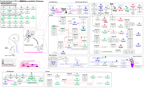Sudden infant death syndrome (SIDS) susceptibility pathways