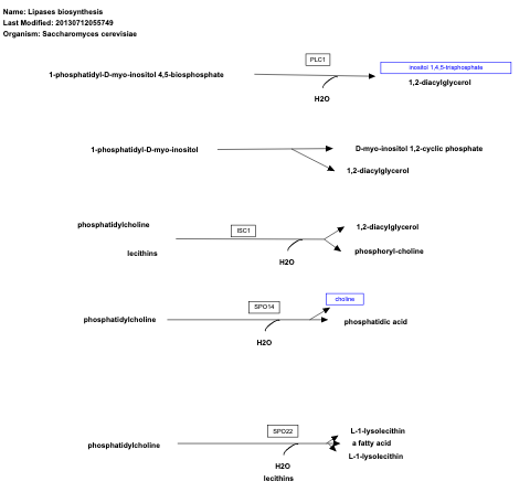 Lipases biosynthesis