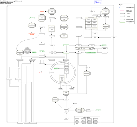 DNA damage response (only ATM dependent)