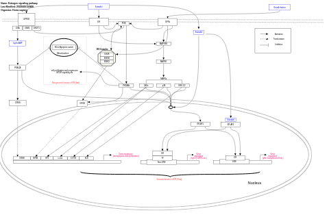 Estrogen signaling pathway
