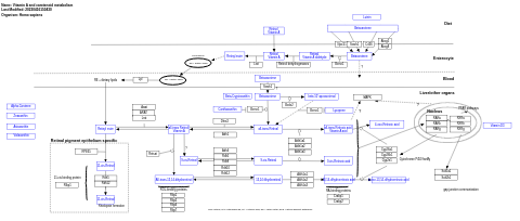 Vitamin A and carotenoid metabolism