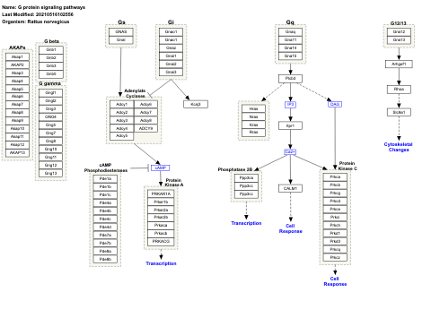 G protein signaling pathways