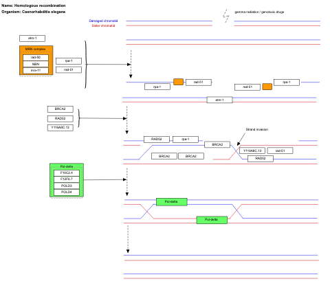 Homologous recombination