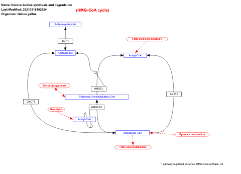 Ketone bodies synthesis and degradation
