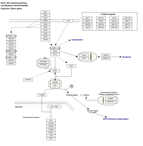 Wnt signaling pathway