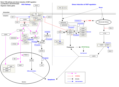 FAS pathway and stress induction of HSP regulation