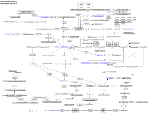 Tryptophan metabolism
