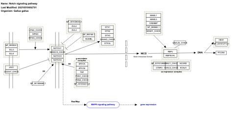 Notch signaling pathway
