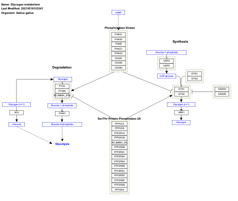 Glycogen metabolism