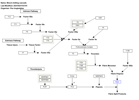 Blood clotting cascade