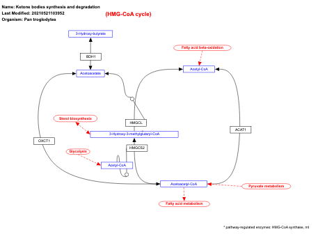 Ketone bodies synthesis and degradation
