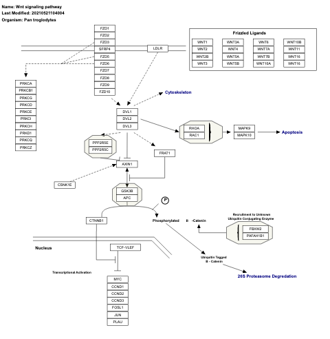 Wnt signaling pathway