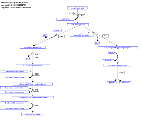 Phospholipid biosynthesis