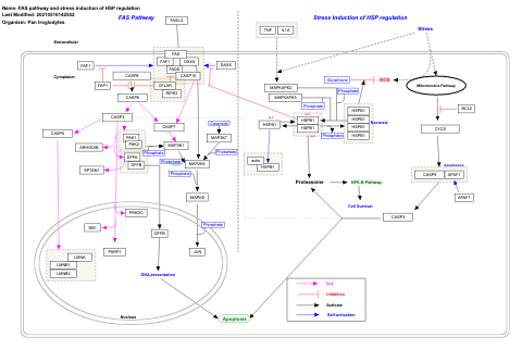 FAS pathway and stress induction of HSP regulation